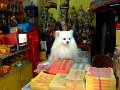 Shanghai (084)